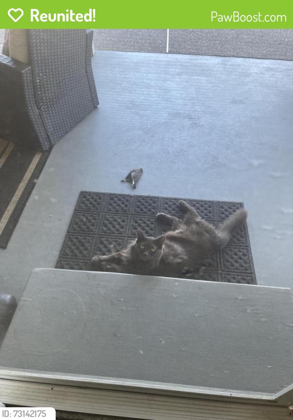 Reunited Male Cat last seen Gibbons Park, Sacramento, CA 95821