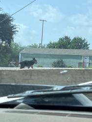 Found/Stray Male Dog last seen Bandera, San Antonio, TX 78228