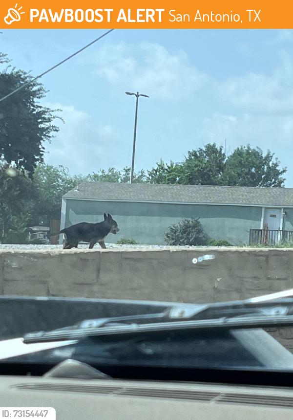 Found/Stray Male Dog last seen Bandera, San Antonio, TX 78228