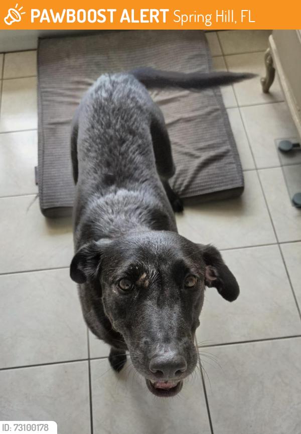 Found/Stray Female Dog last seen County Line Rd, Spring Hill, FL 34610