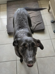 Found/Stray Female Dog last seen County Line Rd, Spring Hill, FL 34610