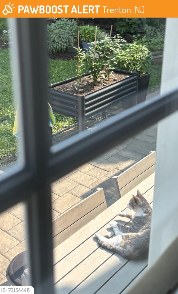 Found/Stray Female Cat last seen Trenton Country Club, Trenton, NJ 08618