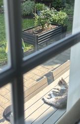 Found/Stray Female Cat last seen Trenton Country Club, Trenton, NJ 08618
