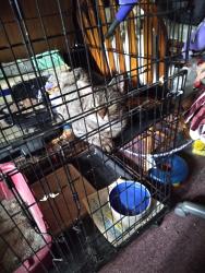 Found/Stray Female Cat last seen Ethan Allen Way/Bessels Blvd, Louisville, KY 40272
