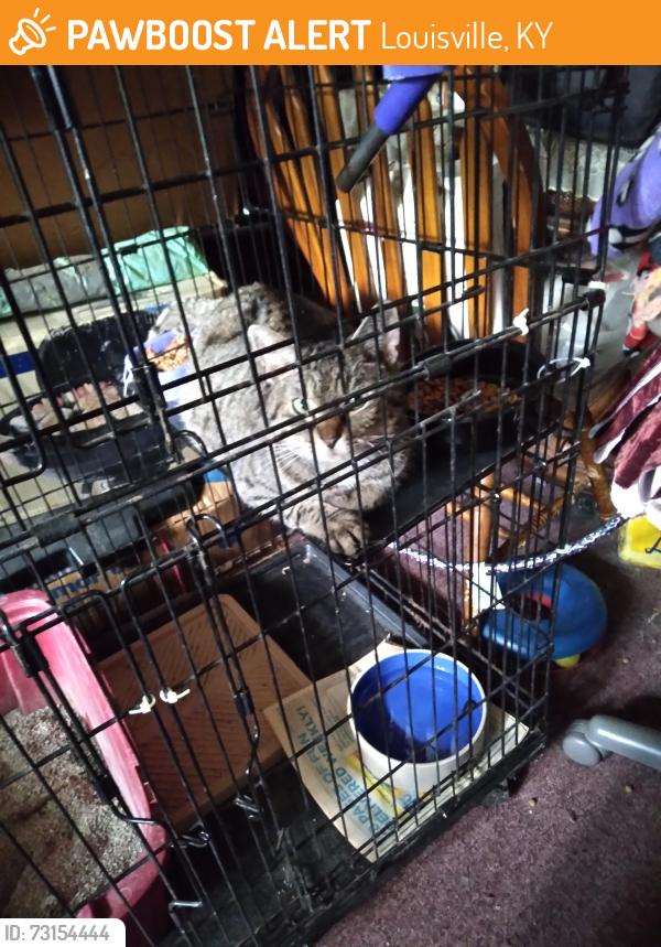 Found/Stray Female Cat last seen Ethan Allen Way/Bessels Blvd, Louisville, KY 40272