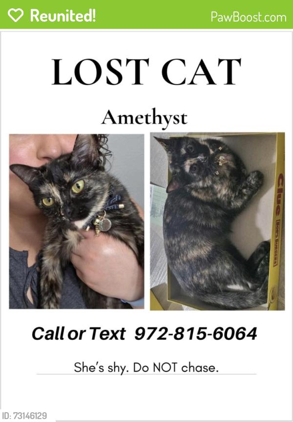 Reunited Female Cat last seen Irving heights, Irving, TX 75060