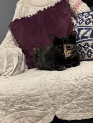 Reunited Female Cat last seen 18th st and point view st, Los Angeles, CA 90035