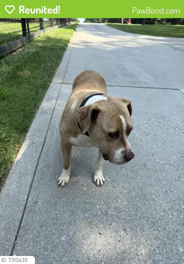 Reunited Male Dog last seen Near Presbyterian road, Mooresville, NC 28115