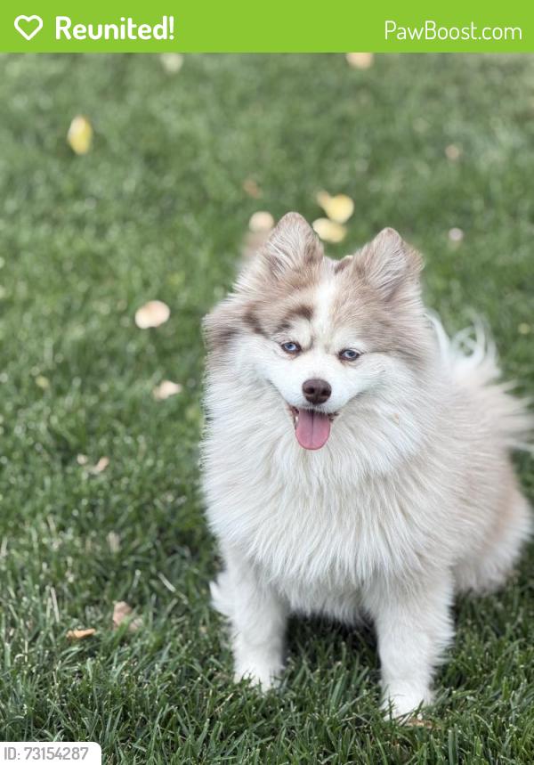 Reunited Female Dog last seen Near E Inglewood St, Mesa, AZ 85205, Mesa, AZ 85205