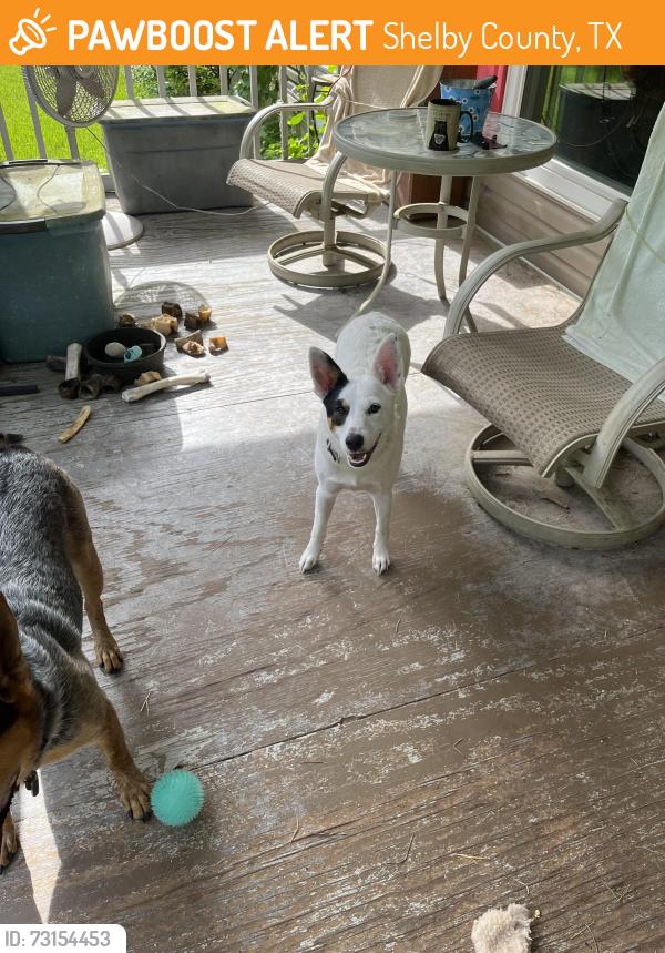 Found/Stray Female Dog last seen Hwy 147, Shelby County, TX 75935