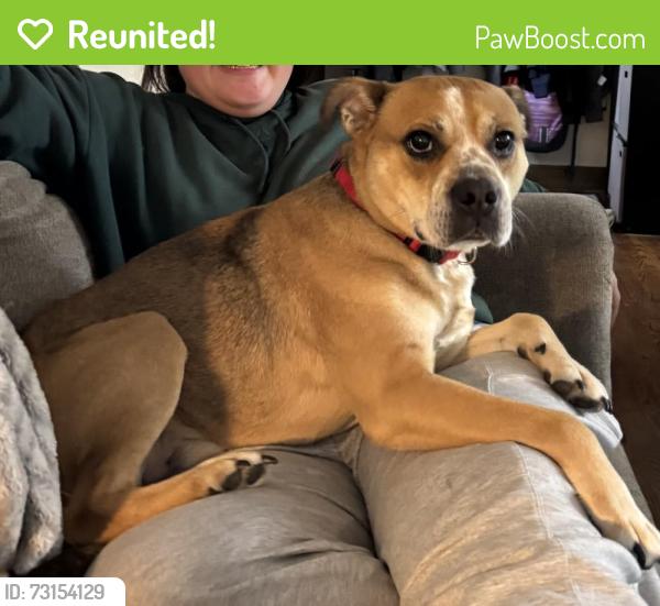Reunited Male Dog last seen Crysler and W 36th Ter, Independence, MO 64055