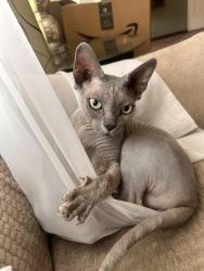 Reunited Male Cat last seen Potter st, Frederick pl, Wood Dale, IL 60191