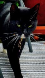 Reunited Female Cat last seen Summit street apmts, West Orange, NJ 07052