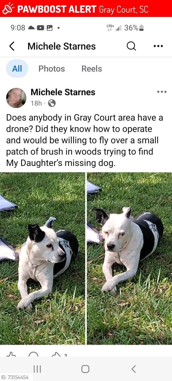 Lost Female Dog last seen Hwy.92 and Martin's Lake Rd., Gray Court, SC 29645