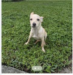 Found/Stray Male Dog last seen Near Nursery Rd off of Whitewood Dr & Norwood, Clearwater, FL 33756