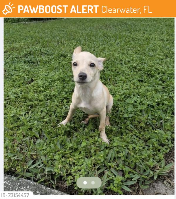 Found/Stray Male Dog last seen Near Nursery Rd off of Whitewood Dr & Norwood, Clearwater, FL 33756