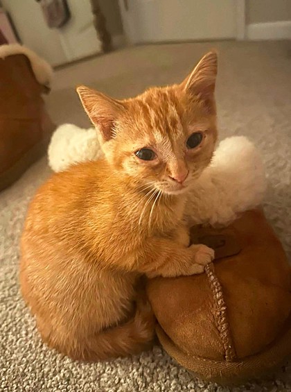 Shelter Stray Female Cat last seen Near Chestnut Avenue, 64130, MO, 7077 Elmwood Ave, Kansas City, MO 64132, USA