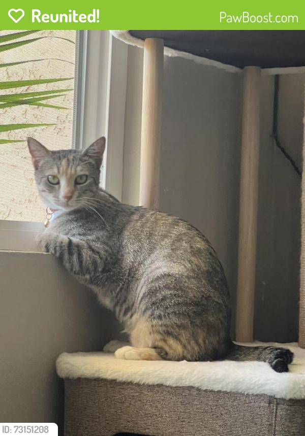 Reunited Female Cat last seen Near Gold Coast Dr, San Diego, CA 92126, San Diego, CA 92126