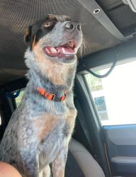 Reunited Male Dog last seen Porter Park, Mesa, AZ 85203
