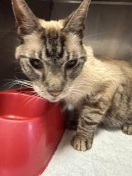 Shelter Stray Male Cat last seen E. Mobile St, Inverness, FL, 4030 S Airport Rd, Inverness, FL 34450, USA