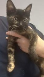 Shelter Stray Female Cat last seen Near Peachtree Industrial Blvd, Atlanta, GA 30360, 30360, GA, 3280 Chamblee Dunwoody Rd, Chamblee, GA 30341, USA