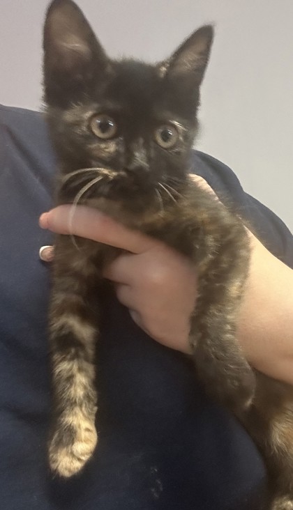 Shelter Stray Female Cat last seen Near Peachtree Industrial Blvd, Atlanta, GA 30360, 30360, GA, 3280 Chamblee Dunwoody Rd, Chamblee, GA 30341, USA