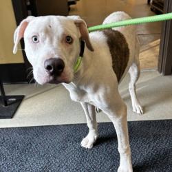 Shelter Stray Male Dog last seen Quivira Rd & W 81st St, Lenexa, KS, 5424 Antioch Dr, Merriam, KS 66202, USA