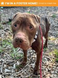 Shelter Stray Male Dog last seen Near Denison St., 21229, MD, 301 Stockholm St, Baltimore, MD 21230, USA