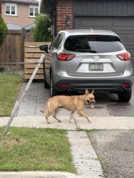 Found/Stray Unknown Dog last seen Willowbank trail, Mississauga, ON 