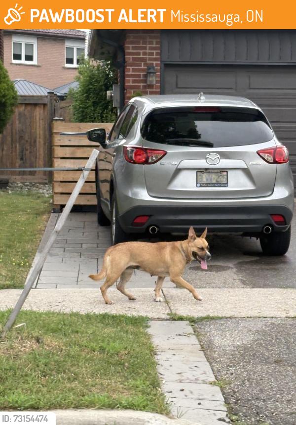 Found/Stray Unknown Dog last seen Willowbank trail, Mississauga, ON 