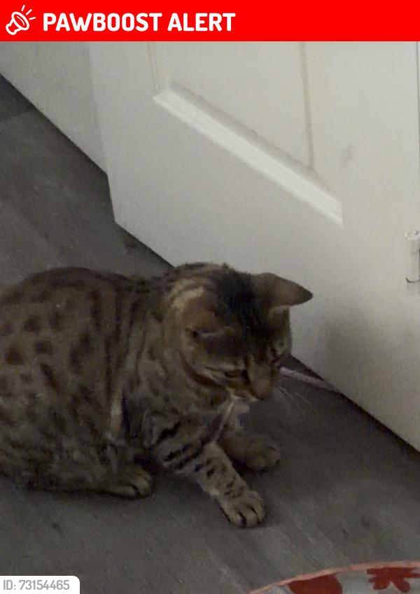 Lost Male Cat last seen Royal Lane., Greater London, England 