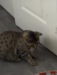 Lost Male Cat last seen Royal Lane., Greater London, England 