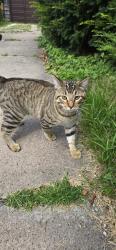 Found/Stray Male Cat last seen Near courthouse, Appleton, WI 54912