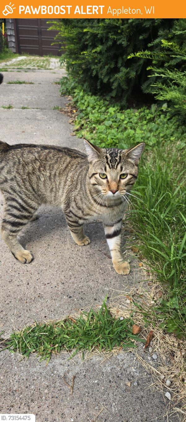 Found/Stray Male Cat last seen Near courthouse, Appleton, WI 54912