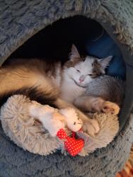Lost Female Cat last seen Olson rd, Nine Mile Falls, WA 99026