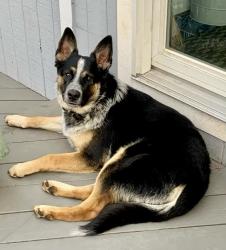 Reunited Male Dog last seen Madison Avenue, near Kitchell Road, Morristown, Morristown, NJ 07960