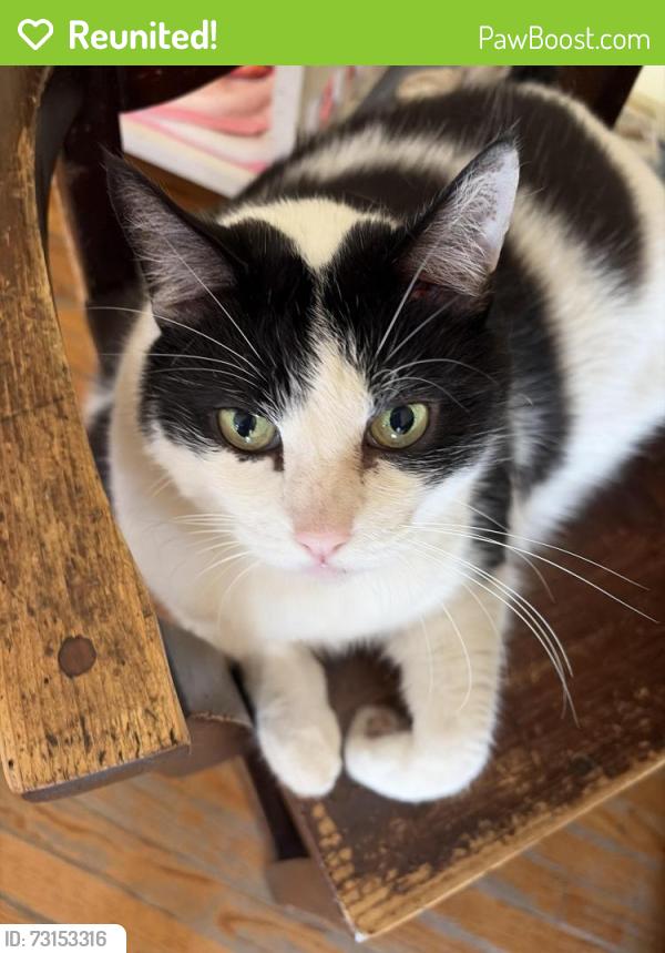 Reunited Male Cat last seen Vose St near the Jon’s and the plaza, Los Angeles, CA 91405