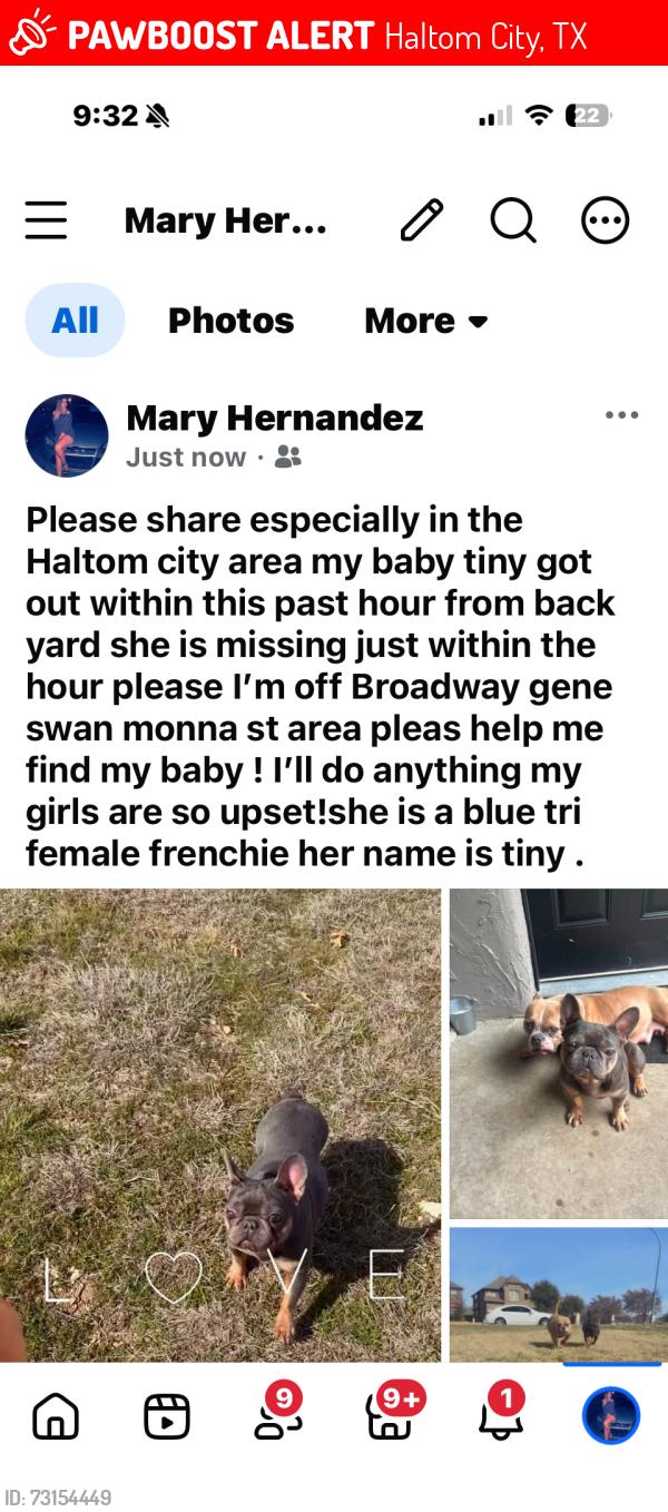 Lost Female Dog last seen Swan and monna, Haltom City, TX 76117