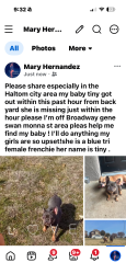 Lost Female Dog last seen Swan and monna, Haltom City, TX 76117