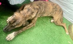 Found/Stray Female Dog last seen Highway 20 and Balfour, Lumber Bridge, NC 28357