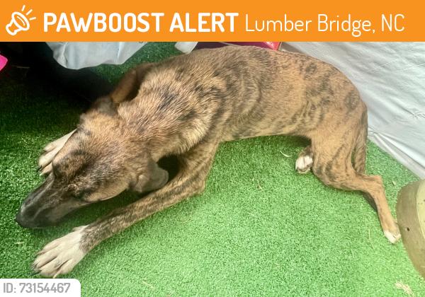 Found/Stray Female Dog last seen Highway 20 and Balfour, Lumber Bridge, NC 28357
