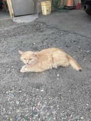 Found/Stray Unknown Cat last seen S Military Highway, Virginia Beach Autocraft collision center, Virginia Beach, VA 23464