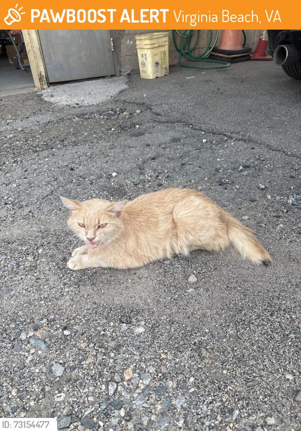 Found/Stray Unknown Cat last seen S Military Highway, Virginia Beach Autocraft collision center, Virginia Beach, VA 23464