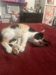 Reunited Female Cat last seen gunthers machine shop, Walkersville, MD 21793