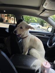 Found/Stray Female Dog last seen Near Harrison High School, Cobb County, GA 30152