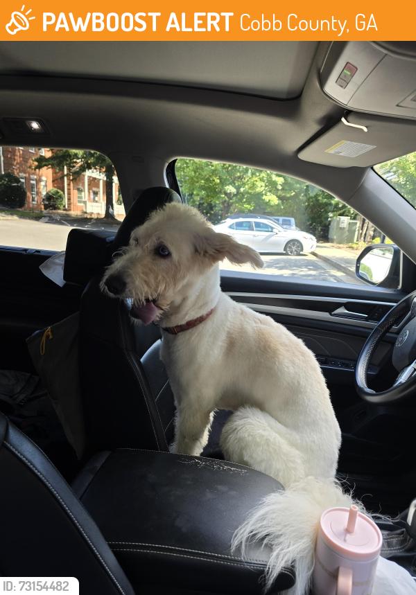 Found/Stray Female Dog last seen Near Harrison High School, Cobb County, GA 30152