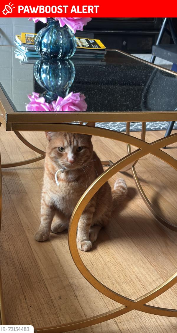 Lost Male Cat last seen Near anywhere in long valley, Washington Township, NJ 07853