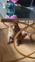 Lost Male Cat last seen Near anywhere in long valley, Washington Township, NJ 07853