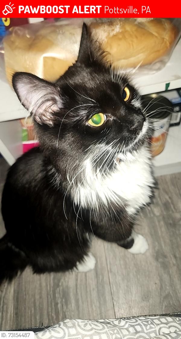 Lost Male Cat last seen 7/11, Pottsville, PA 17901