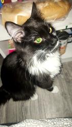 Lost Male Cat last seen 7/11, Pottsville, PA 17901